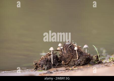 Champignons et champignons poussant dans une bouse d'éléphant en décomposition Banque D'Images