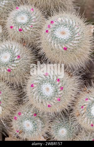 Mammillaria Geminispina, cactus à épines jumelées, tiges cylindriques, épines blanches avec duvet fin, fleurs roses Banque D'Images