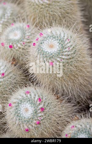 Mammillaria Geminispina, cactus à épines jumelées, tiges cylindriques, épines blanches avec duvet fin, fleurs roses Banque D'Images