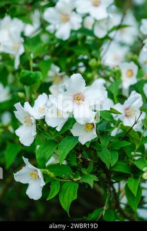 Philadelphus Belle étoile, faux orange Belle Etoile, fleurs blanches uniques teintées de violet au centre, Banque D'Images