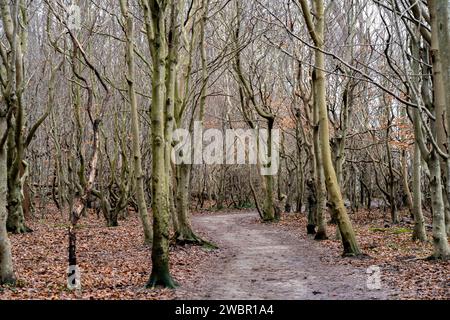 Weg durch den Gespensterwald im Ostseebad Nienhagen, Mecklenburg-Vorpommern, Deutschland | chemin à travers le bois fantôme Gespensterwald à Nienhagen, Banque D'Images