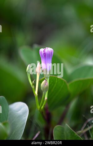 Ipomoea pes-caprae, également connu sous le nom de bayhoublon, Beach Morning Glory ou pied de chèvre, est une vigne rampante pantropicale commune appartenant à la famille Convolvul Banque D'Images