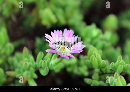 Une belle fleur violette avec un petit insecte perché au-dessus, sur fond de feuillage vert luxuriant Banque D'Images