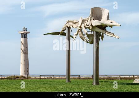 Squelette d'une baleine à sperme. Musée en plein air du squelette naturel de baleine près du phare de Morro Jable, Jandía, Fuerteventura, Îles Canaries, Espagne. Banque D'Images