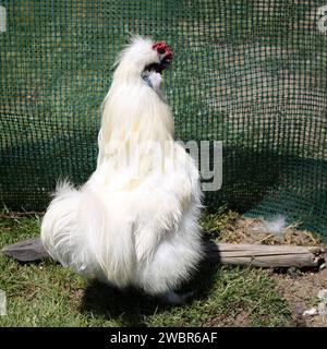 Un poulet silkie dans un abri de jardin. Banque D'Images