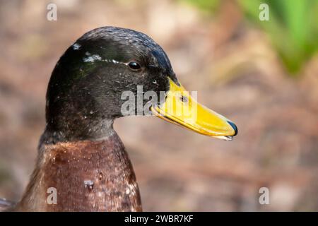 Mallard vu de profil, gros plan, sur l'étang Banque D'Images