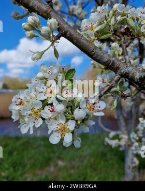 Branche florissante de poirier Banque D'Images
