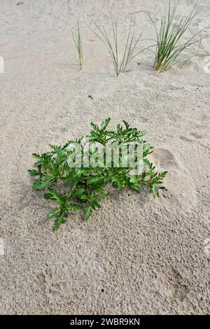 Searocket européen (Cakile maritima) poussant sur la plage de sable Banque D'Images