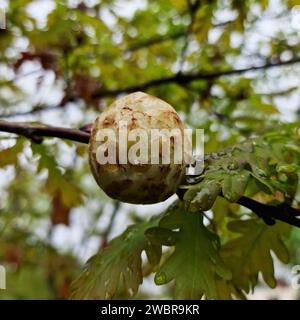 Pomme de chêne, Galle de Gall wesp Biorhza pallida poussant sur chêne pédonculé (Quercus robur) Banque D'Images