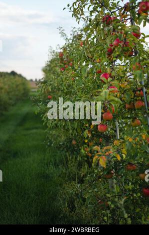 Pommes mûres poussant sur les arbres dans une rangée dans le verger de pommiers Banque D'Images