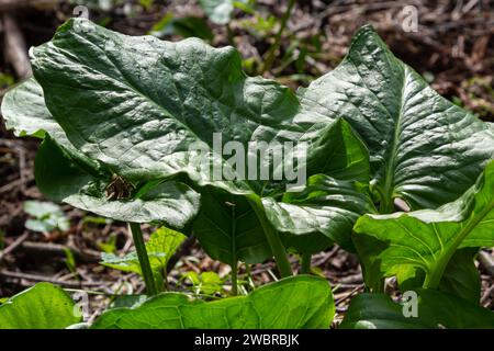 Feuille en forme de flèche Cuckoopint ou Arum maculatum, plante toxique des bois de la famille des Araceae. feuilles en forme de flèche. Les autres noms sont nakeshead, adder's ro Banque D'Images