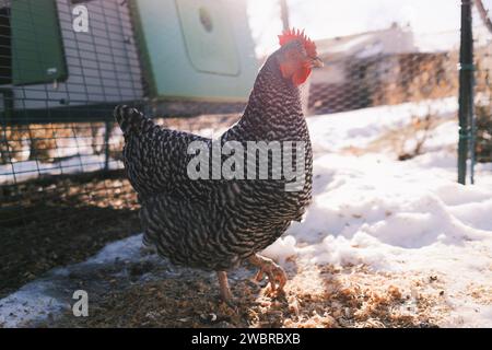 Poulet heureux dans une ferme d'arrière-cour d'hiver enneigée Banque D'Images