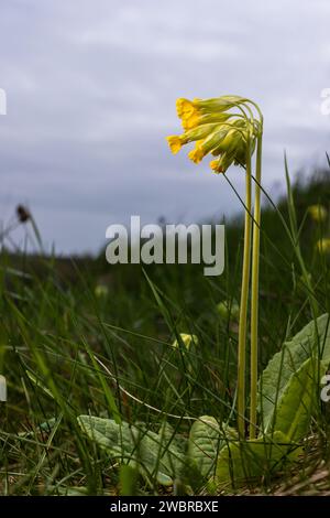 Jaune Primula veris cowslip, cowslip commun, primrose cowslip sur fond vert doux.mise au point sélective. Banque D'Images