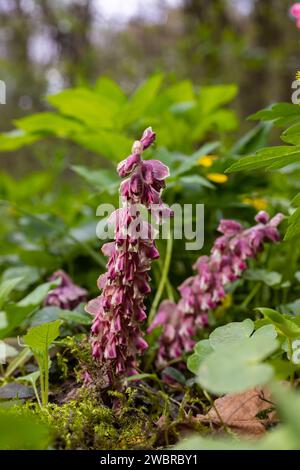 La plante Lathraea squamaria est un parasite dans les bois d'Europe. Fleurs roses de l'édenmoût commun en fleurs dans la forêt, plante parasite poussant sur le tre Banque D'Images