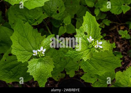 Fleurs de moutarde à l'ail Alliaria petiolata gros plan. Alliaria petiolata, ou moutarde à l'ail, est une plante à fleurs bisannuelle de la famille des moutarde Brassic Banque D'Images