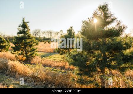 Soleil brille à travers les arbres de noël dans le champ beige Banque D'Images