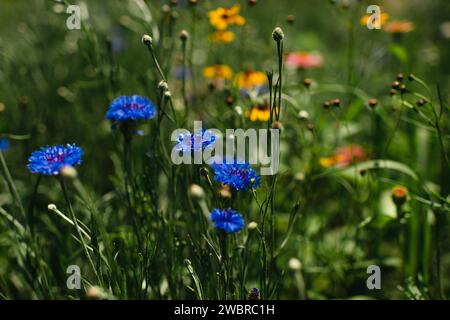 Gros plan de bleuets bleus sur fond vert Banque D'Images