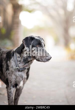 Chiens de Lowcountry appréciant la vie de Caroline du Sud Banque D'Images