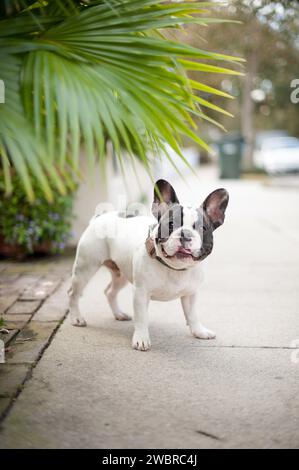 Chiens de Lowcountry appréciant la vie de Caroline du Sud Banque D'Images