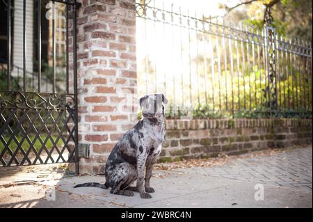 Chiens de Lowcountry appréciant la vie de Caroline du Sud Banque D'Images