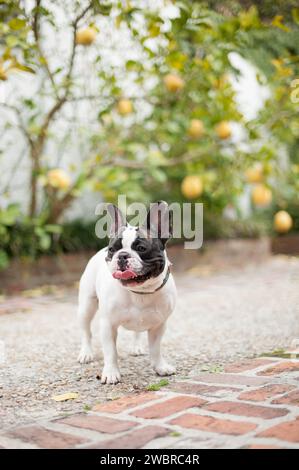 Chiens de Lowcountry appréciant la vie de Caroline du Sud Banque D'Images