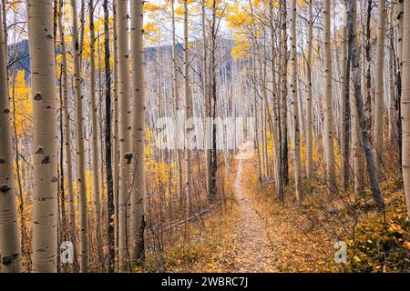 Aspen Trees à l'automne dans la région sauvage Eagles Nest, Colorado Banque D'Images