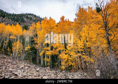 Couleurs d'automne dans la région sauvage Eagles Nest, Colorado Banque D'Images