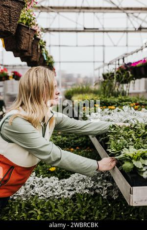 Femme atteint pour la plante tout en faisant des achats à la serre Banque D'Images