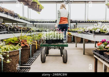 Femme marche à travers la serre tout en tirant le chariot plein de fleurs Banque D'Images