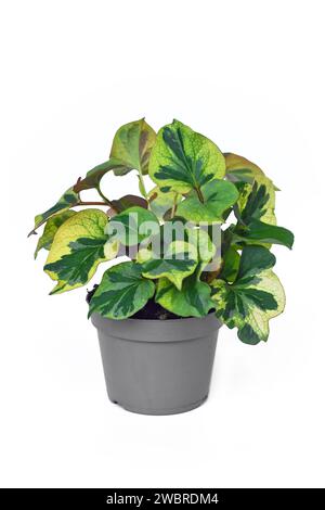 Plante multicolore en pot 'Houttuynia cordata Chameleon' sur fond blanc Banque D'Images