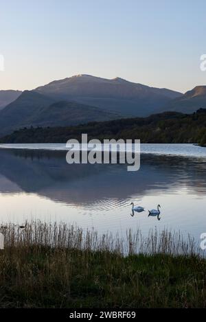 Cygnes nageant dans l'eau de Llyn Padarn à Llanberis par un beau matin de printemps. Parc national de Snowdonia, au nord du pays de Galles. Banque D'Images