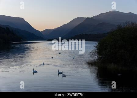 Cygnes nageant dans l'eau de Llyn Padarn à Llanberis par un beau matin de printemps. Parc national de Snowdonia, au nord du pays de Galles. Banque D'Images