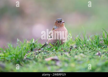 Chaffinch eurasien, Fringilla coelebs Banque D'Images