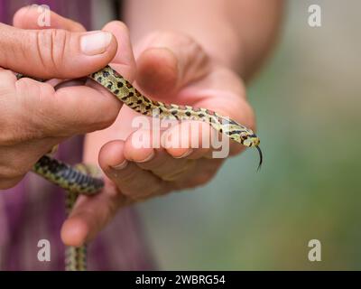 Un très jeune serpent léopard (Zamenis situla) dans une main, automne en Croatie Banque D'Images