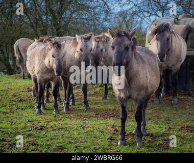 Pays-Bas, chevaux Konik le long du Rhin dans la réserve naturelle inondée Meinerswijk près d'Arnhem. Banque D'Images