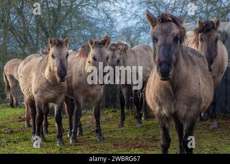 Pays-Bas, chevaux Konik le long du Rhin dans la réserve naturelle inondée Meinerswijk près d'Arnhem. Banque D'Images