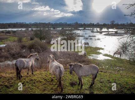 Pays-Bas, chevaux Konik le long du Rhin dans la réserve naturelle inondée Meinerswijk près d'Arnhem. Banque D'Images