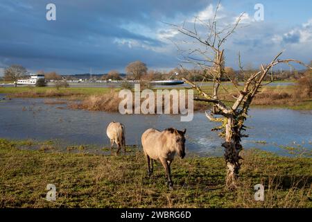 Pays-Bas, chevaux Konik le long du Rhin dans la réserve naturelle inondée Meinerswijk près d'Arnhem. Banque D'Images