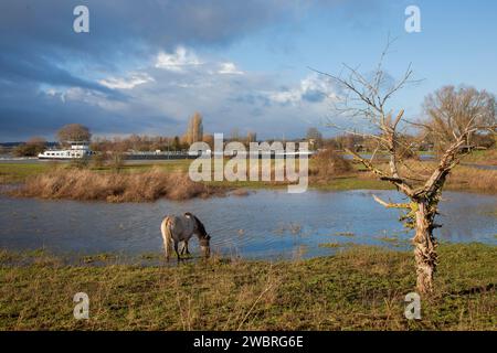 Pays-Bas, chevaux Konik le long du Rhin dans la réserve naturelle inondée Meinerswijk près d'Arnhem. Banque D'Images