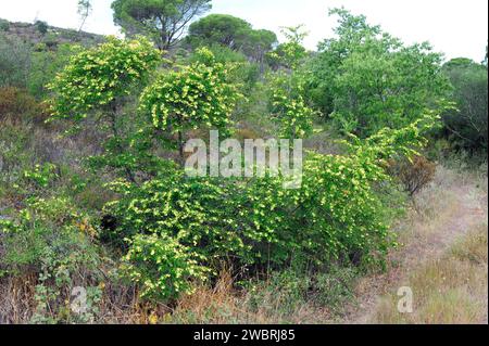 L'épine du Christ (Paliurus spina-christi) est un arbuste à feuilles caduques originaire du bassin méditerranéen et de l'Asie centrale. Cette photo a été prise à la Albera, Gérone Banque D'Images