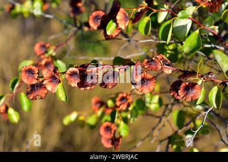 L'épine du Christ (Paliurus spina-christi) est un arbuste à feuilles caduques originaire du bassin méditerranéen et de l'Asie centrale. Cette photo a été prise à la Albera Natural Banque D'Images