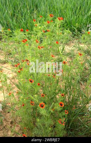 L'oeil de faisan d'été (Adonis aestivalis) est une plante annuelle originaire d'Eurasie et d'Afrique du Nord. Cette photo a été prise dans la province de Huesca, Aragon, Espagne Banque D'Images