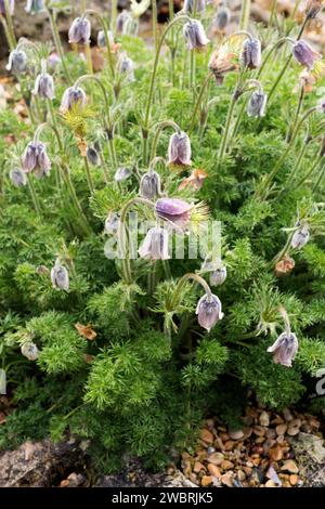 L'anémone du Caucase (Pulsatilla violacea) est une plante vivace originaire du Caucase. Banque D'Images