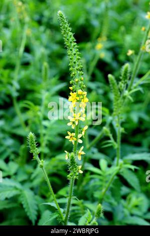 L'agrimonie commune (Agrimonia eupatoria) est une plante médicinale vivace originaire d'Eurasie et d'Afrique du Nord. Cette photo a été prise à Pallars Sobira, Lleida Banque D'Images