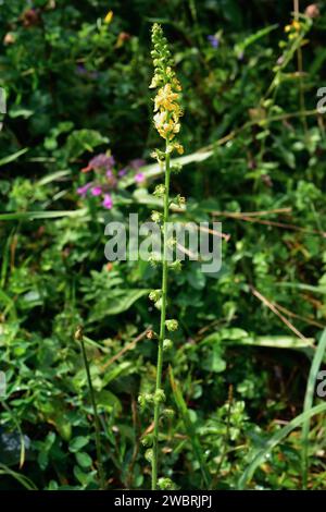 L'agrimonie commune (Agrimonia eupatoria) est une plante médicinale vivace originaire d'Eurasie et d'Afrique du Nord. Cette photo a été prise à Pallars Sobira, Lleida Banque D'Images