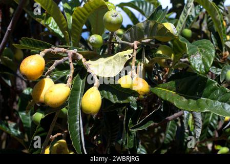 Loquat ou médlar japonais (Eriobotrya japonica) est un petit arbre originaire de Chine. Ses fruits sont comestibles. Banque D'Images