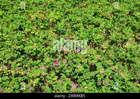 La rose de plage (Rosa rugosa) est un arbuste à feuilles caduques originaire d'Asie orientale et naturalisé en Europe du Nord (envahissant). Cette photo a été prise à Falsterbo Banque D'Images