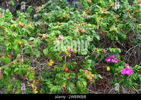 La rose de plage (Rosa rugosa) est un arbuste à feuilles caduques originaire d'Asie orientale et naturalisé en Europe du Nord (envahissant). Cette photo a été prise à Falsterbo Banque D'Images