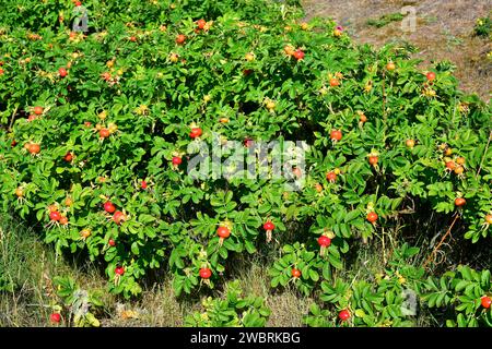 La rose de plage (Rosa rugosa) est un arbuste à feuilles caduques originaire d'Asie orientale et naturalisé en Europe du Nord (envahissant). Cette photo a été prise à Bohuslan, Banque D'Images