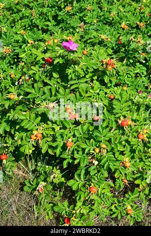 La rose de plage (Rosa rugosa) est un arbuste à feuilles caduques originaire d'Asie orientale et naturalisé en Europe du Nord (envahissant). Cette photo a été prise à Bohuslan, Banque D'Images